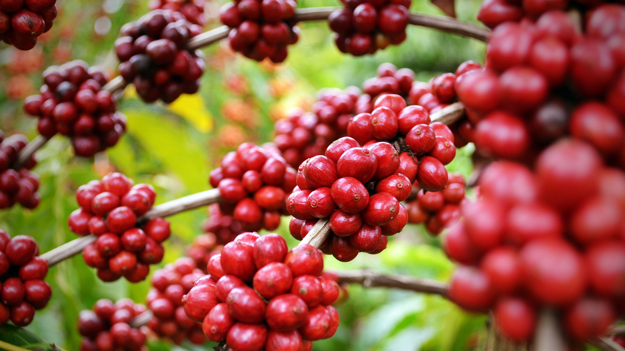 Estados Unidos lideram importações dos Cafés do Brasil com a compra de 7,78 milhões de sacas