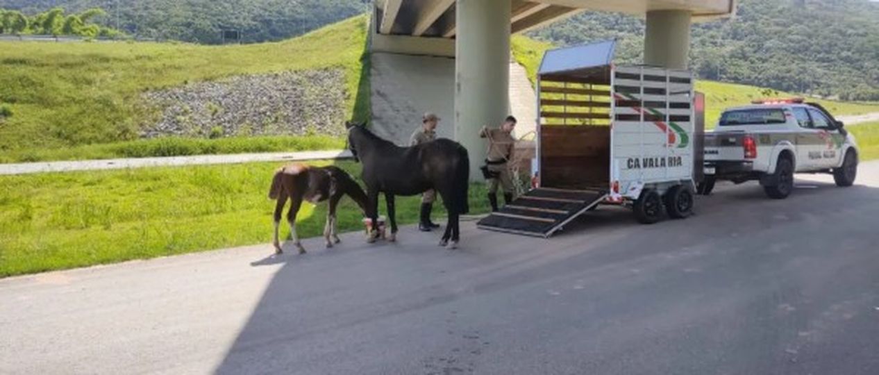Cavalos são resgatados das vias públicas em São José